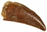 Serrated Raptor Tooth - Real Dinosaur Tooth #371418-1